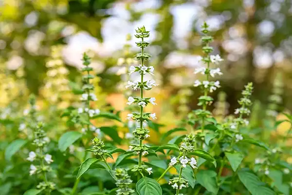 Can Holy Basil Extract Powder Enhance Adaptogenic Products?